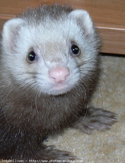 Photo de Furet