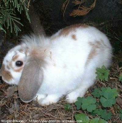 Photo de Lapin