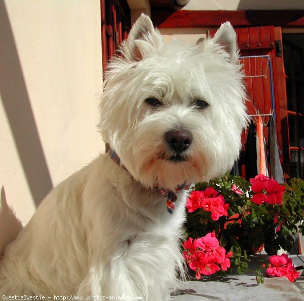 Photo de West highland white terrier