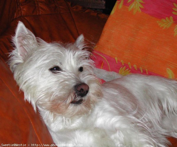 Photo de West highland white terrier