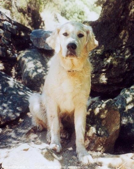 Photo de Golden retriever