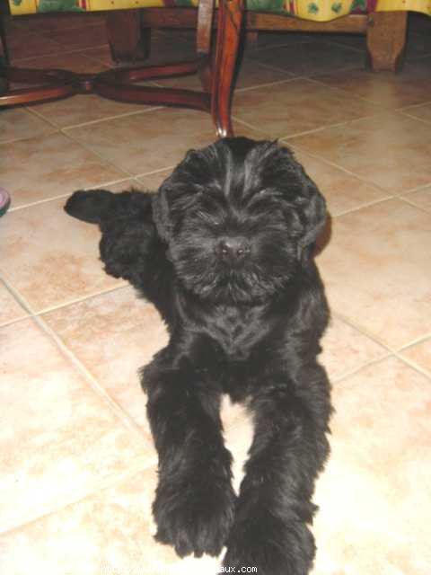 Photo de Schnauzer gant