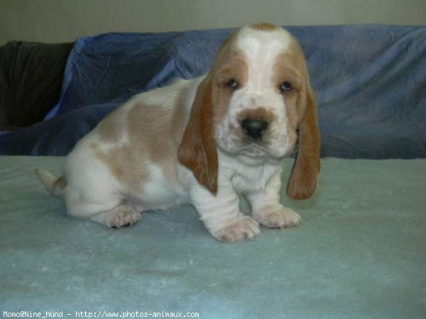 Photo de Basset hound