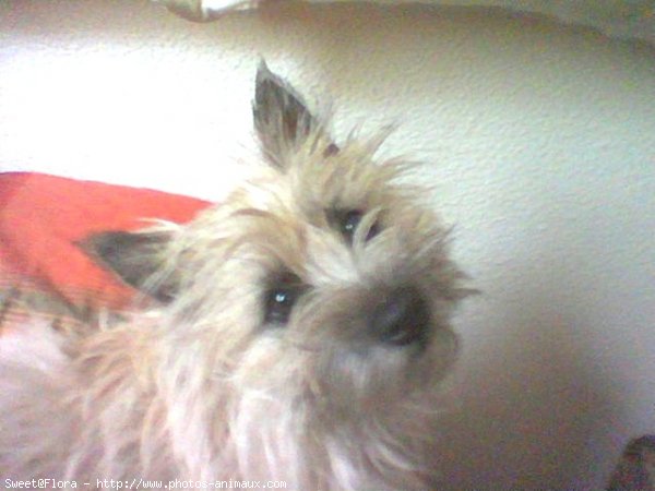 Photo de Cairn terrier