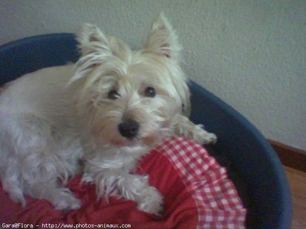 Photo de West highland white terrier