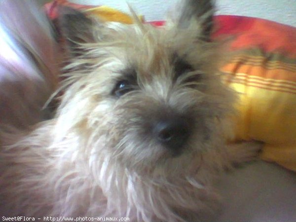 Photo de Cairn terrier