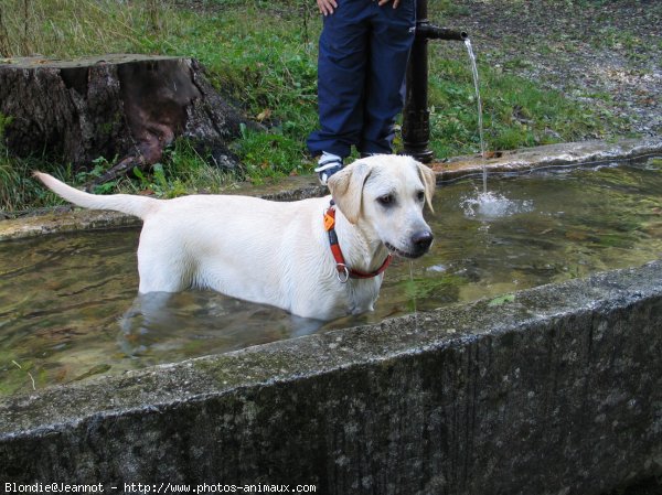 Photo de Labrador retriever