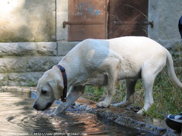 Photo de Labrador retriever