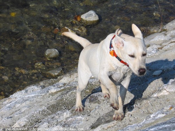 Photo de Labrador retriever