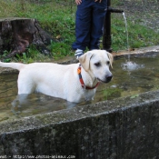 Photo de Labrador retriever