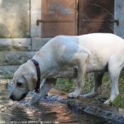 Photo de Labrador retriever