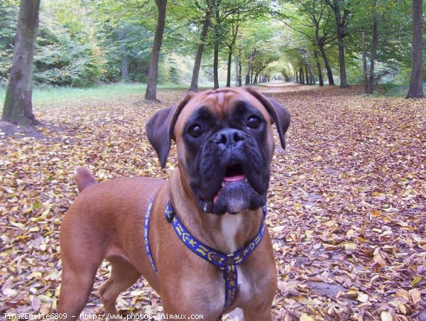 Photo de Boxer