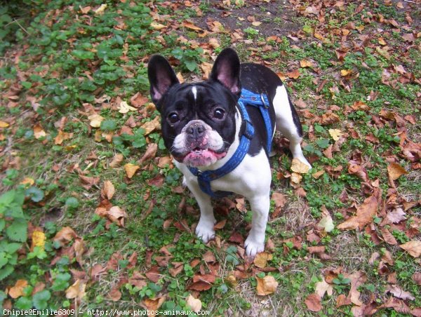 Photo de Bouledogue franais