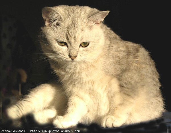 Photo de British shorthair