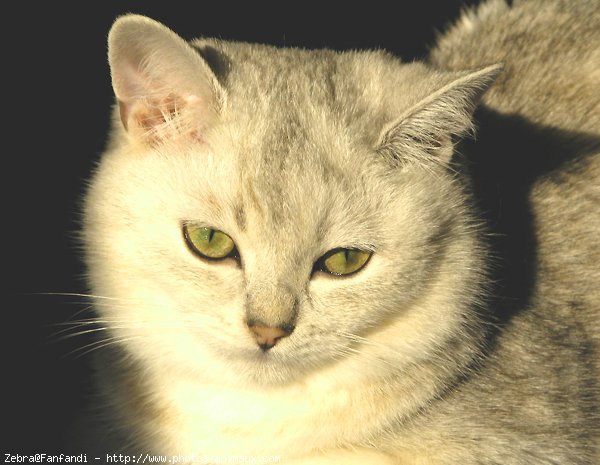 Photo de British shorthair