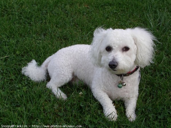 Photo de Bichon  poil fris