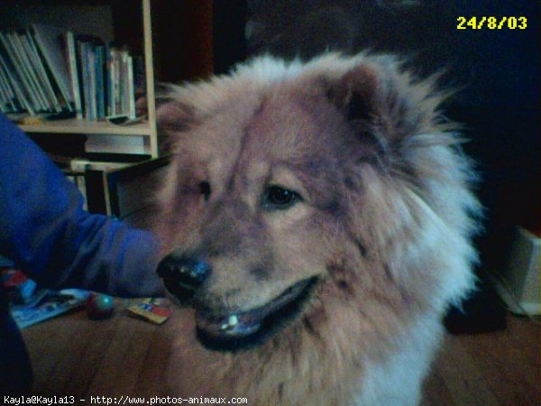 Photo de Chow chow