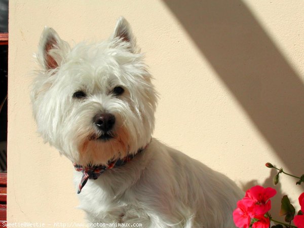 Photo de West highland white terrier