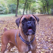 Photo de Boxer