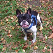 Photo de Bouledogue franais