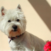 Photo de West highland white terrier