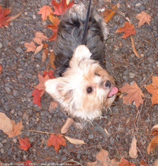 Photo de Yorkshire terrier