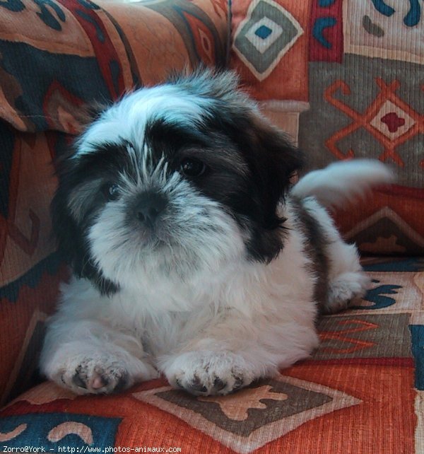 Photo de Shih tzu