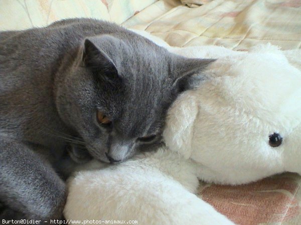 Photo de Chartreux