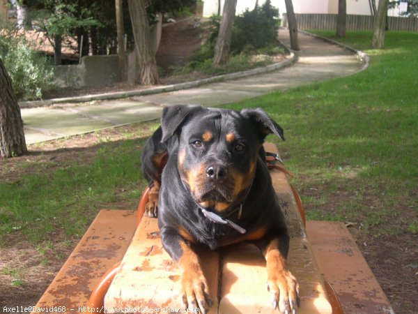 Photo de Rottweiler