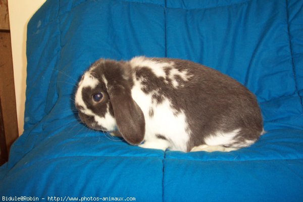 Photo de Lapin