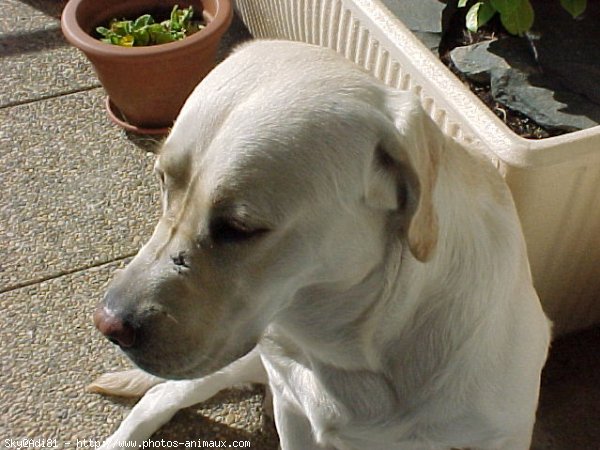 Photo de Labrador retriever