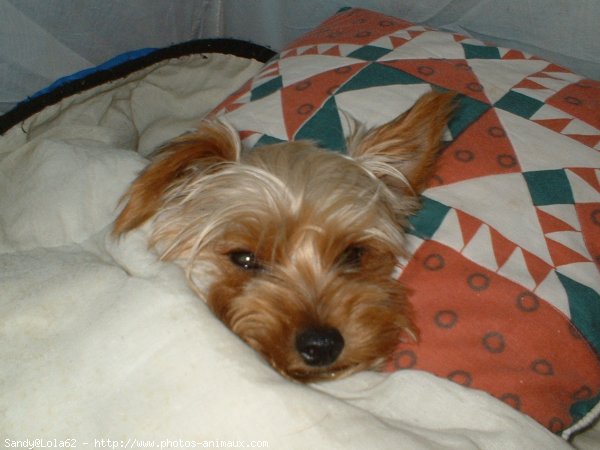 Photo de Yorkshire terrier