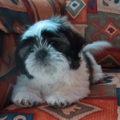 Photo de Shih tzu