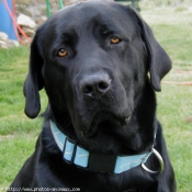 Photo de Labrador retriever