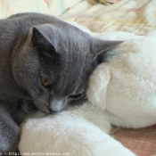 Photo de Chartreux