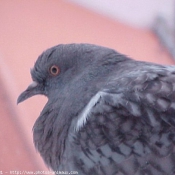 Photo de Pigeon