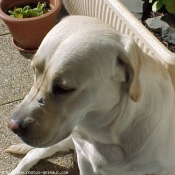 Photo de Labrador retriever