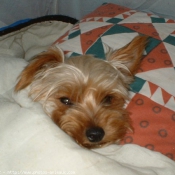 Photo de Yorkshire terrier