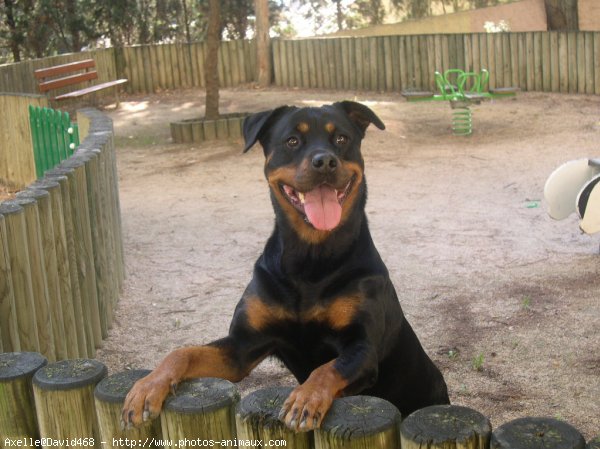 Photo de Rottweiler