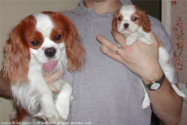 Photo de Cavalier king charles spaniel