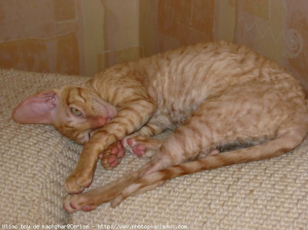 Photo de Cornish rex