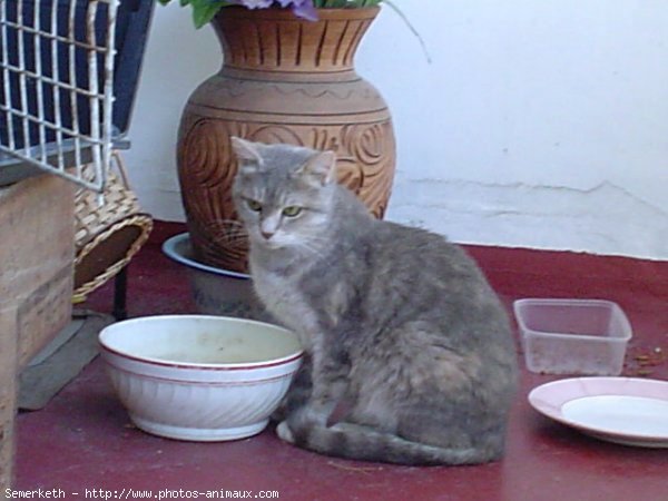 Photo de Chat domestique