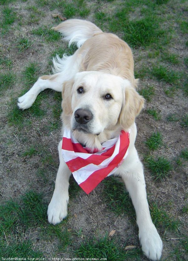 Photo de Golden retriever