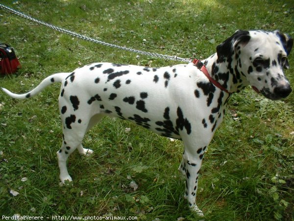 Photo de Dalmatien