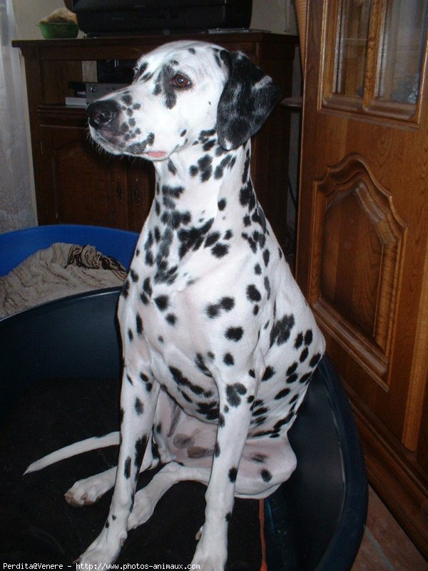 Photo de Dalmatien