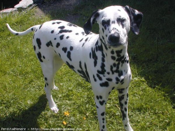 Photo de Dalmatien