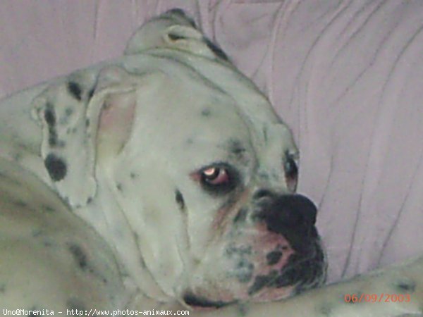 Photo de Boxer