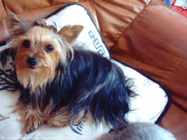 Photo de Yorkshire terrier