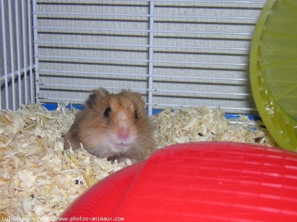 Photo de Hamster