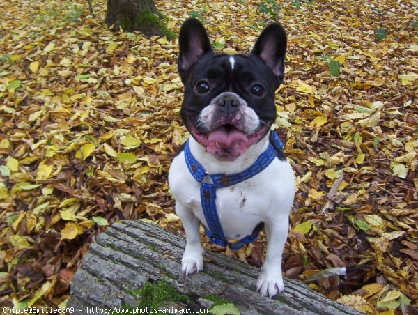 Photo de Bouledogue franais